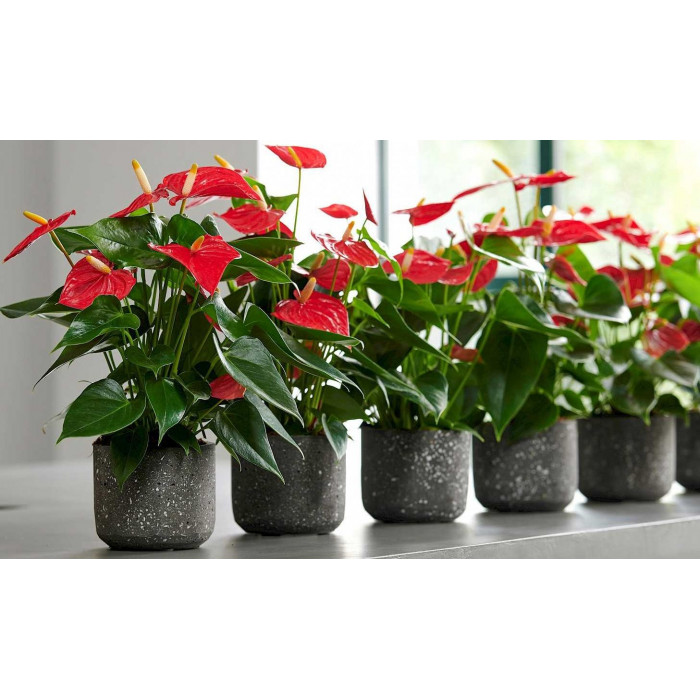 Антуриумы в Талдыкоргане