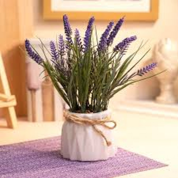 Лаванда в Талдыкоргане