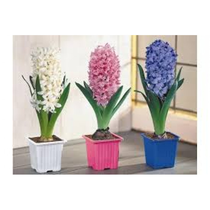 Гиацинты в Талдыкоргане