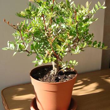 Дерево писташ Дерево писташ