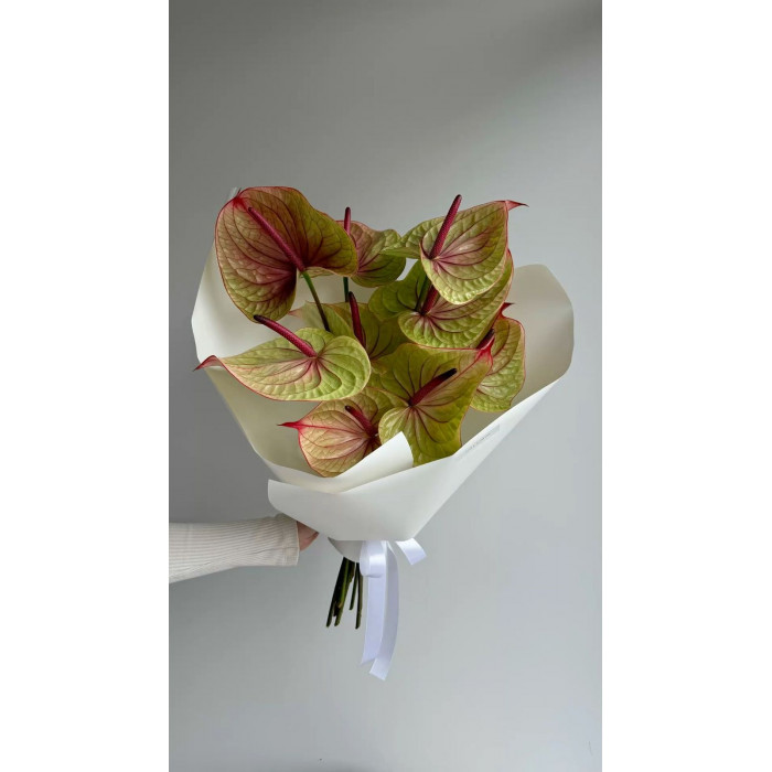 Антуриумы в Талдыкоргане