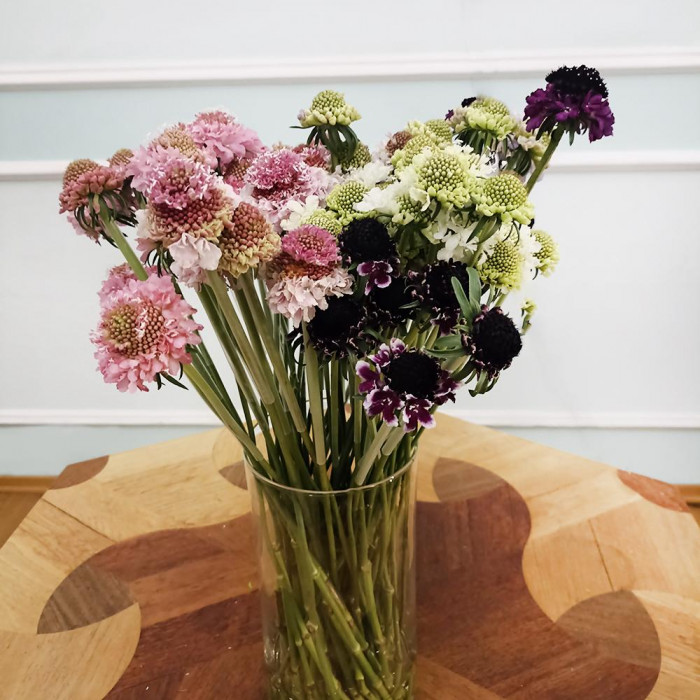 Скобиоза в Талдыкоргане