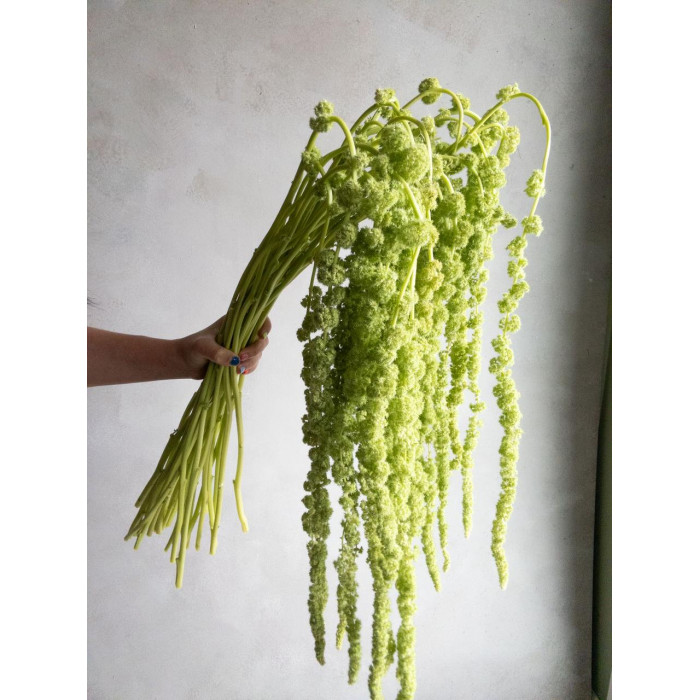 Амарантус в Талдыкоргане