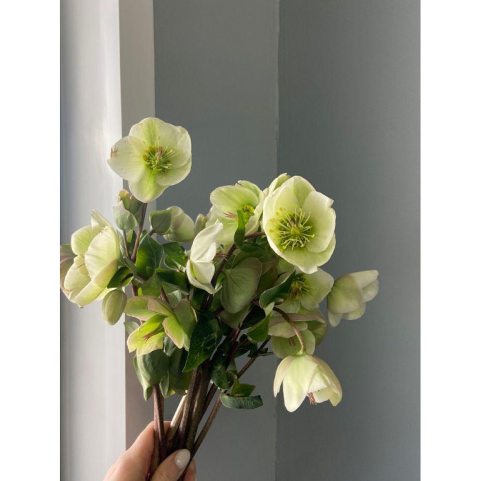 Хелеборус в Талдыкоргане