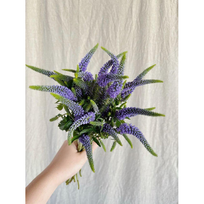 Вероника в Талдыкоргане