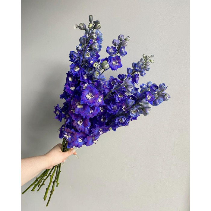 Делфиниум в Талдыкоргане