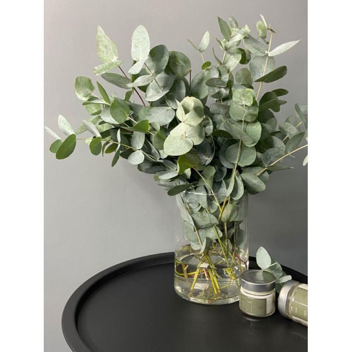 Эвкалипт в Талдыкоргане