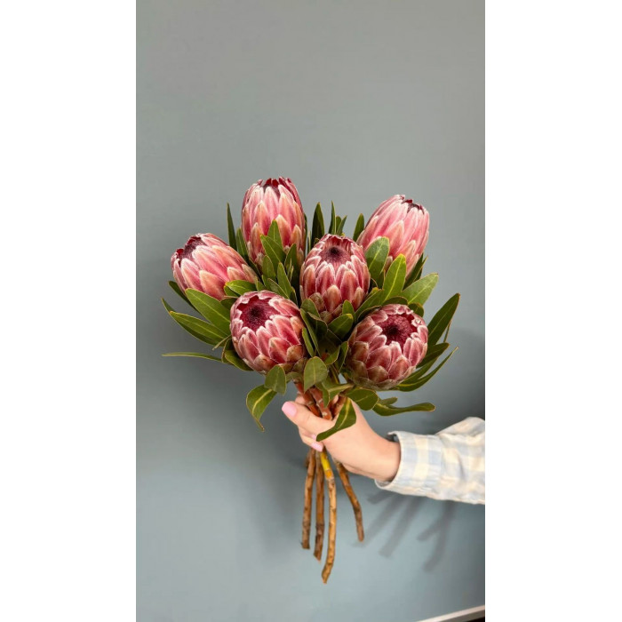 Протея в Талдыкоргане