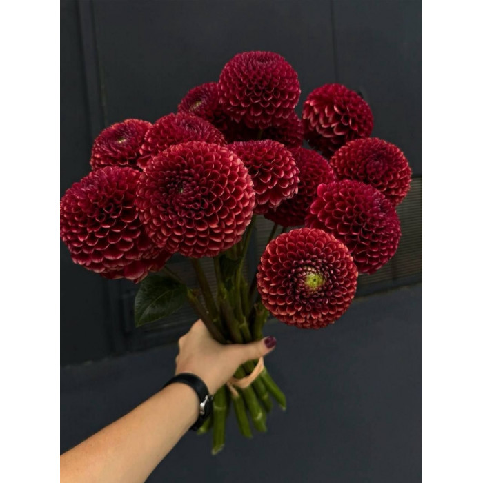 Георгины в Талдыкоргане