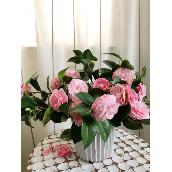 Камелия в Талдыкоргане