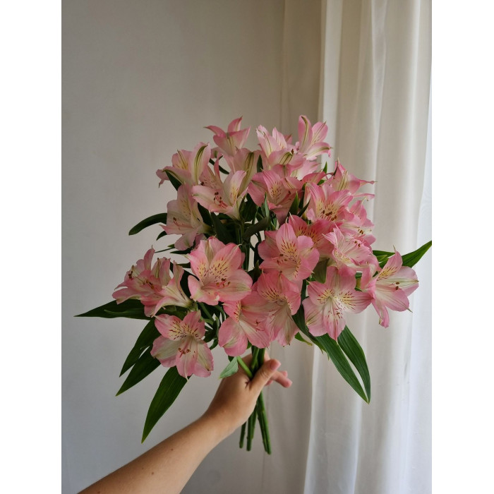 Альпиния в Талдыкоргане