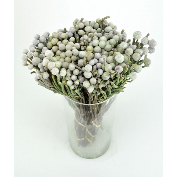 Бруния в Талдыкоргане