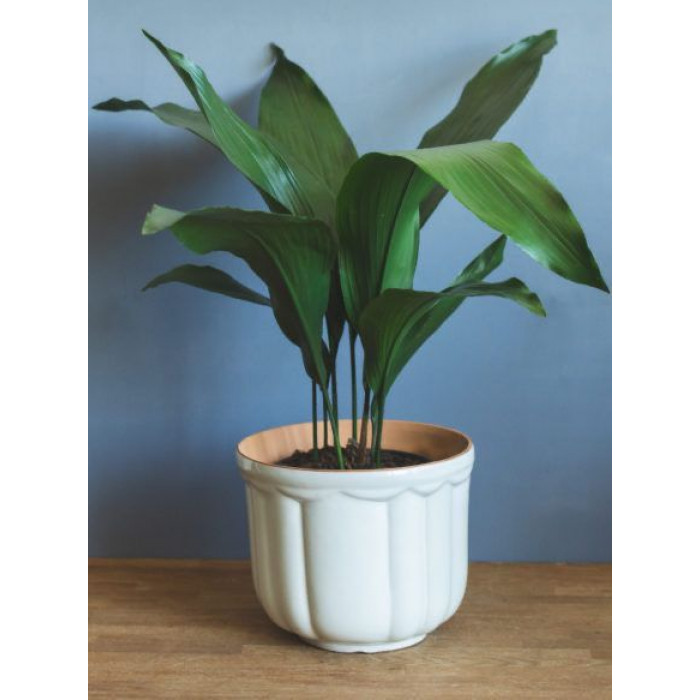 Аспидистра в Талдыкоргане