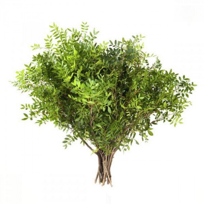 Писташ в Талдыкоргане