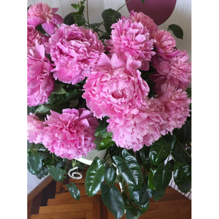 Пион древовидный в Талдыкоргане