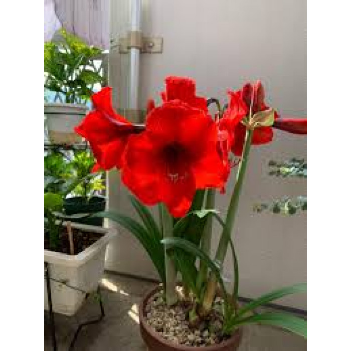 Амариллис в Талдыкоргане