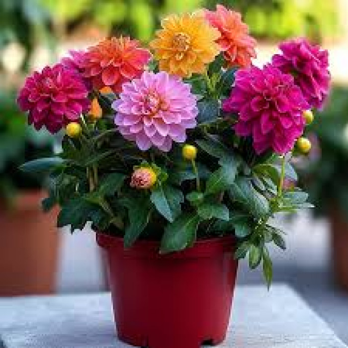 Георгины в Талдыкоргане