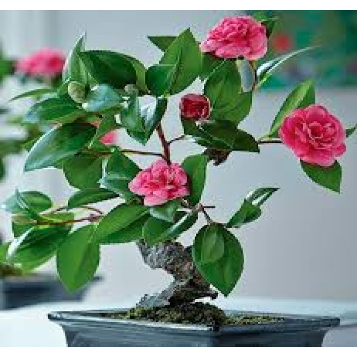 Камелия в Талдыкоргане