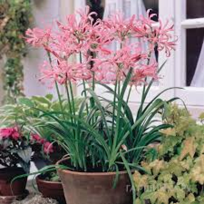 Нерине в Талдыкоргане