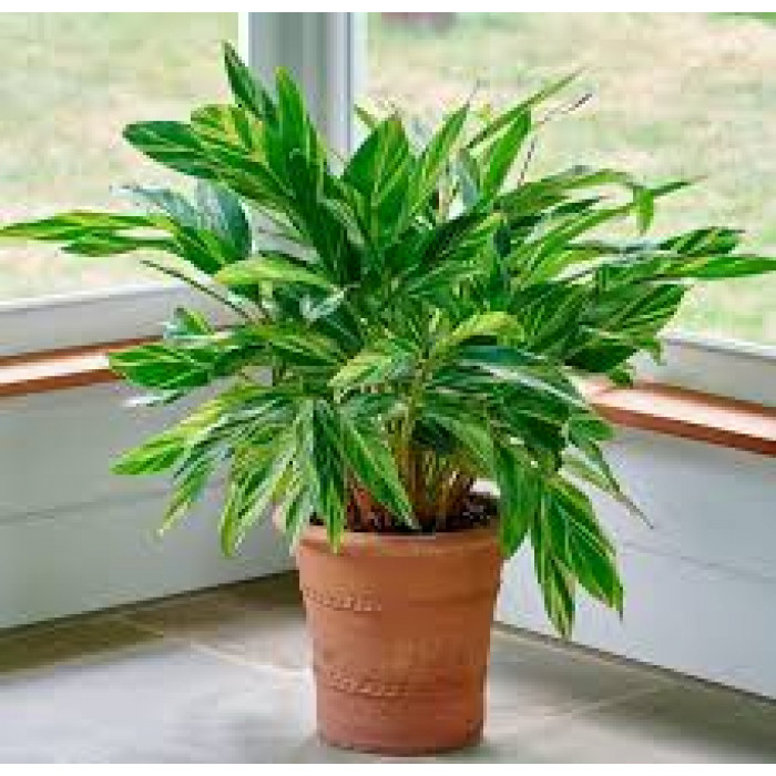 Альпиния в Талдыкоргане