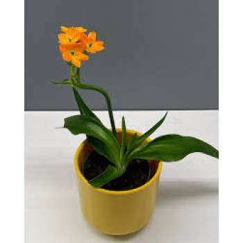 Оранжевый орнитогалум