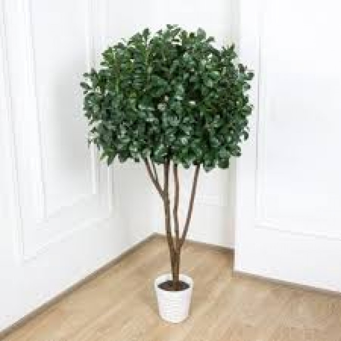 Рускус в Талдыкоргане